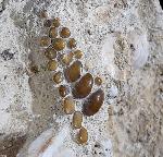 Phacodus punctatus (DIXON 1850) - Bild © FossNet FossilienStore